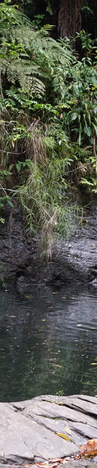 Spüre wilde Tiere auf